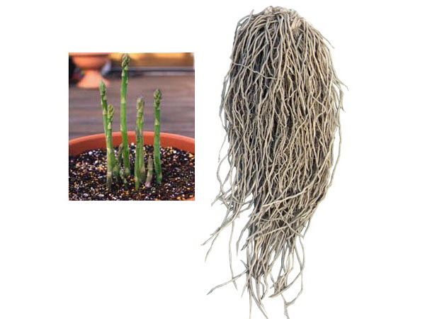 アスパラガス：緑茎種（早生系）素掘り株 LLサイズ　スーパージャンボ株(プロ仕様)