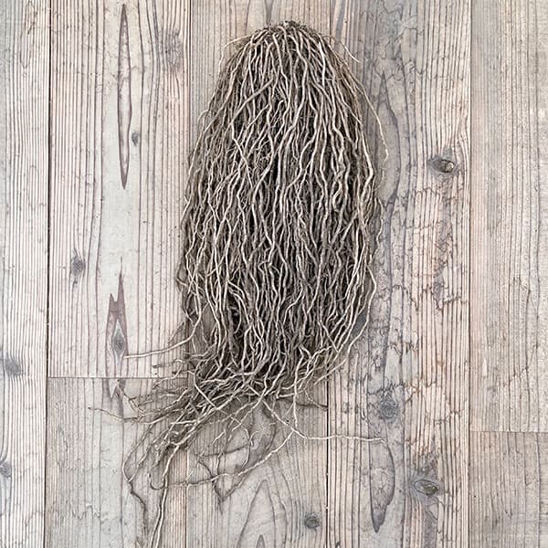 アスパラガス：緑茎種（早生系）素掘り株 LLサイズ　スーパージャンボ株(プロ仕様)