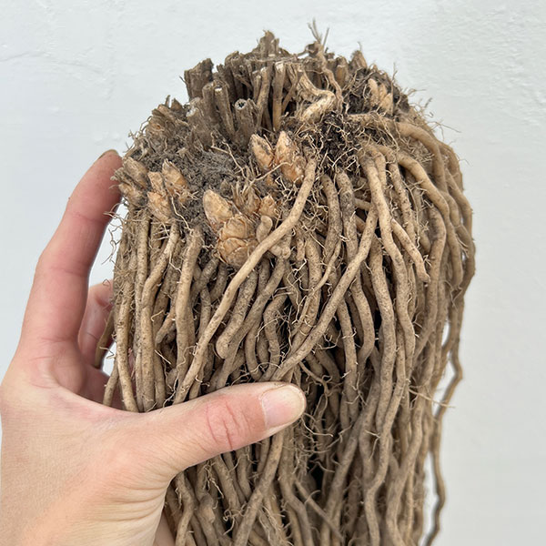 アスパラガス：緑茎種（早生系）素掘り株 LLサイズ　スーパージャンボ株(プロ仕様)