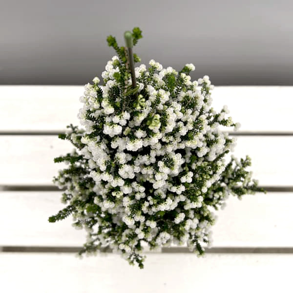 [ギフトに]クリスマスエリカ4号鉢植え