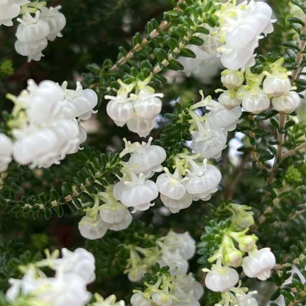 [ギフトに]クリスマスエリカ4号鉢植え