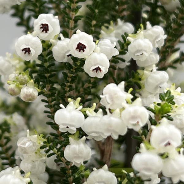 [ギフトに]クリスマスエリカ4号鉢植え