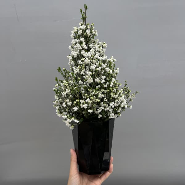 [ギフトに]クリスマスエリカ4号鉢植え