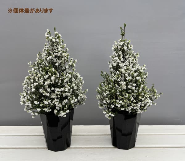 [ギフトに]クリスマスエリカ4号鉢植え