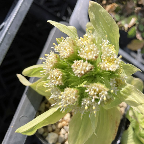 ふき（蕗・ふきのとう）3号ポット