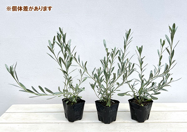 コンボルブルス:スノーエンジェル3号ポット