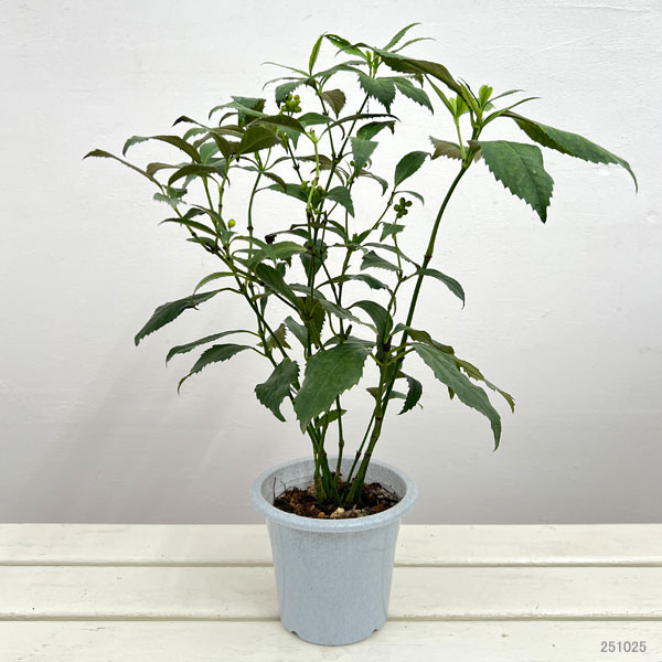 千両（センリョウ）：黄実4.5～5号鉢植え