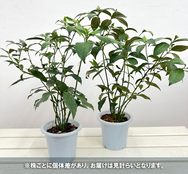 千両（センリョウ）：黄実4.5～5号鉢植え