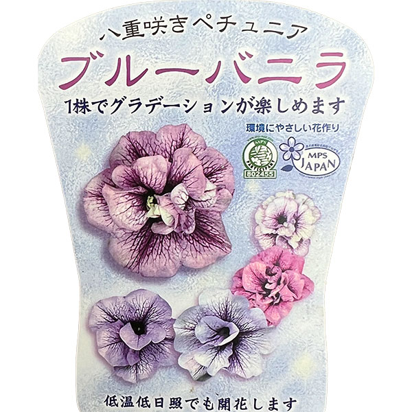 [送料無料]ペチュニア：ブルーバニラ3.5号ポット 12株セット