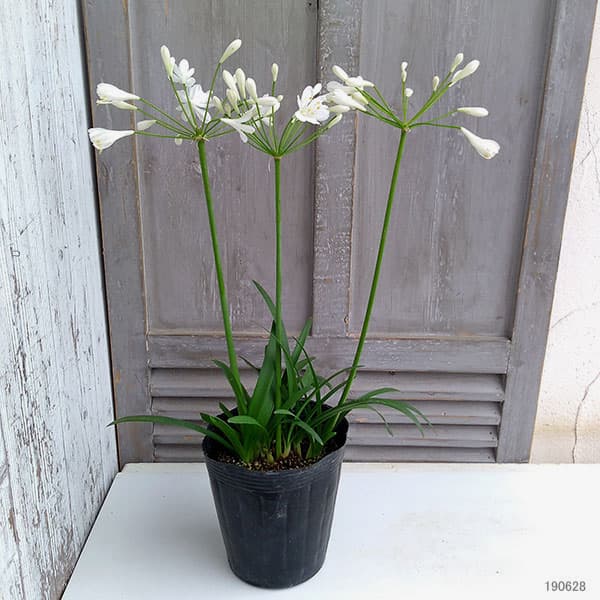 アガパンサス:スノーボール5号ポット