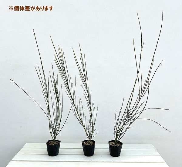 エニシダ：ほほえみ 3-3.5号ポット