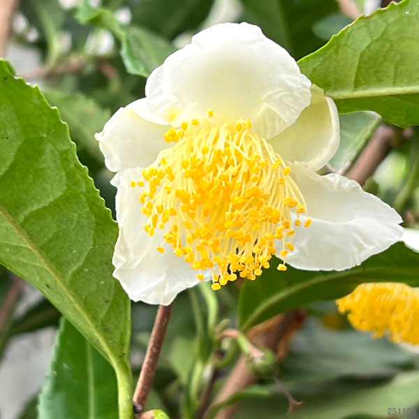 チャ（茶）：サヤマカオリ4～5号ポット