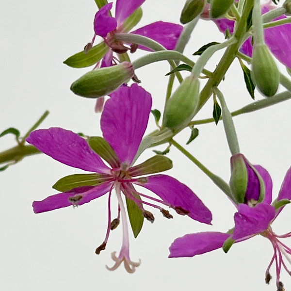 [26年2月中下旬予約]ヤナギラン（柳蘭）3号ポット