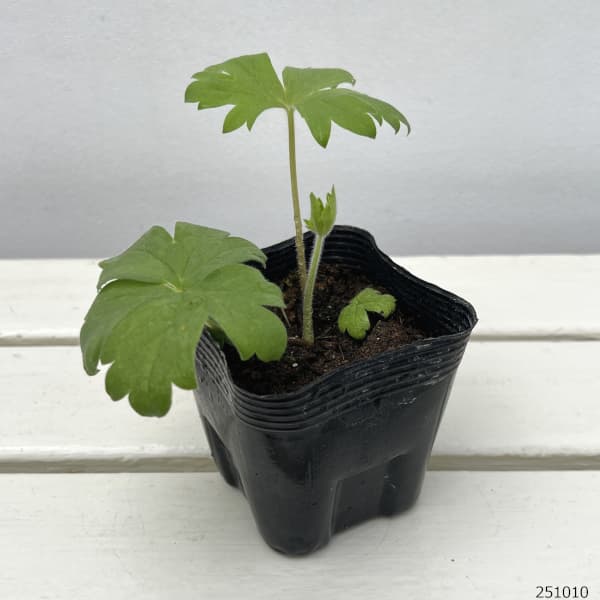 デルフィニウム:アストロット3.5号ポット