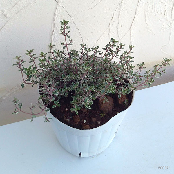 タイム:シルバータイム5号ポット