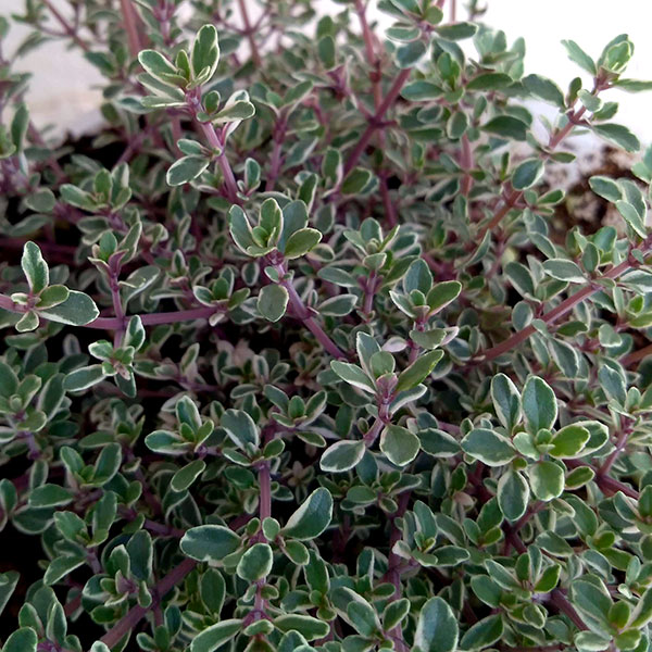 タイム:シルバータイム5号ポット