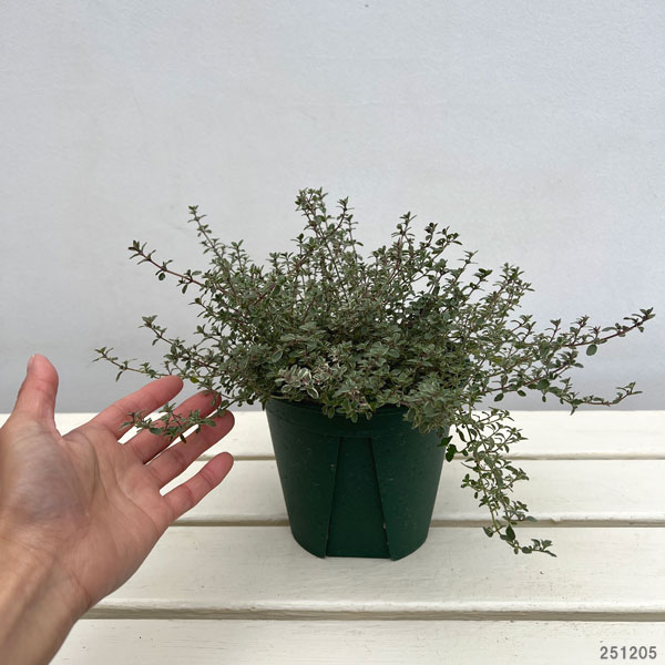 タイム：シルバータイム5号ポット