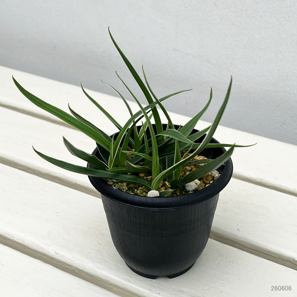 サギソウ(鷺草):銀河3.5号鉢植え