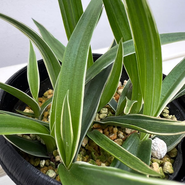 園芸ネット本店｜サギソウ（鷺草）：銀河3.5号鉢植え の通販【公式】