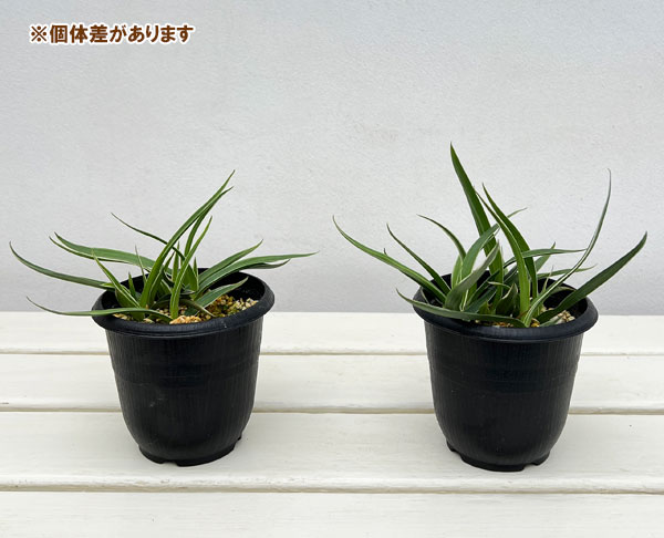 園芸ネット本店｜サギソウ（鷺草）：銀河3.5号鉢植え の通販【公式】