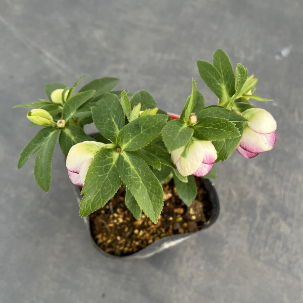 園芸ネット本店｜横山園芸さんのクリスマスローズ：プチドール25-03