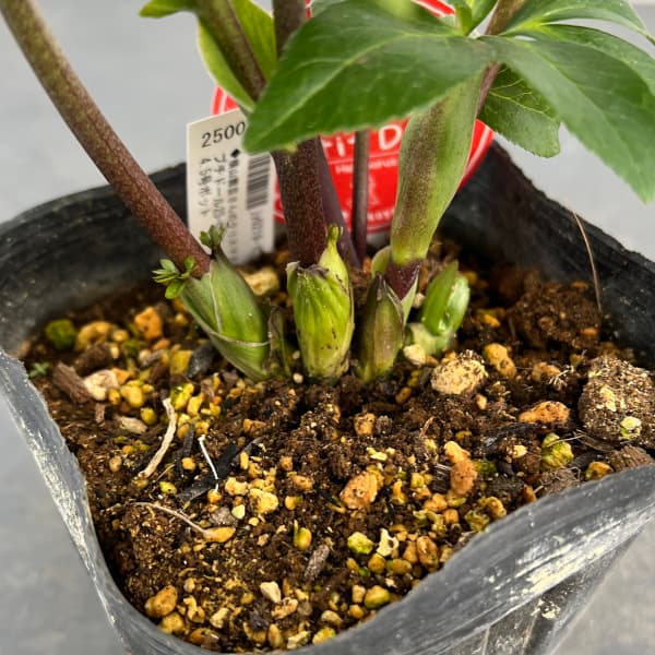 園芸ネット本店｜横山園芸さんのクリスマスローズ：プチドール25-03