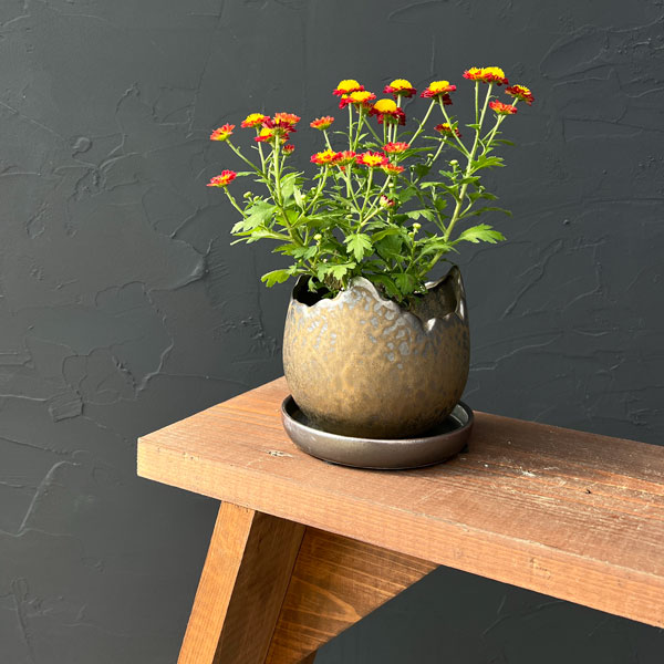 ソル:メロS ブロンズ4297(直径12cm)・皿付