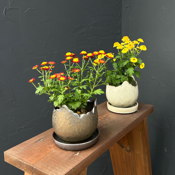 ソル:メロS ブロンズ4297(直径12cm)・皿付