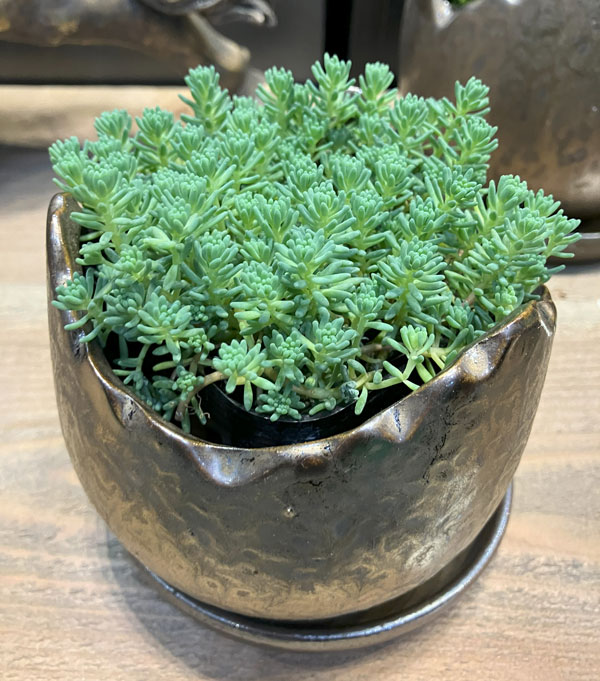 ソル：メロM　ブロンズ4298（直径14.5cm）・皿付