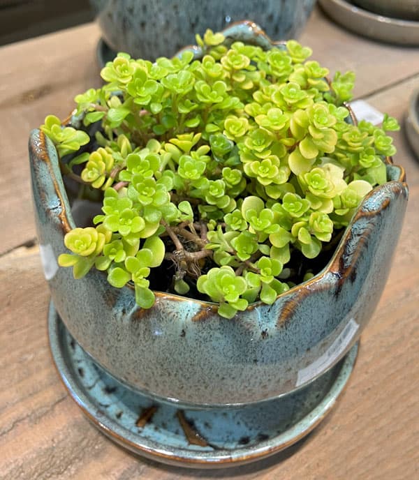 ソル:メロM ブルー4300(直径14.5cm)・皿付