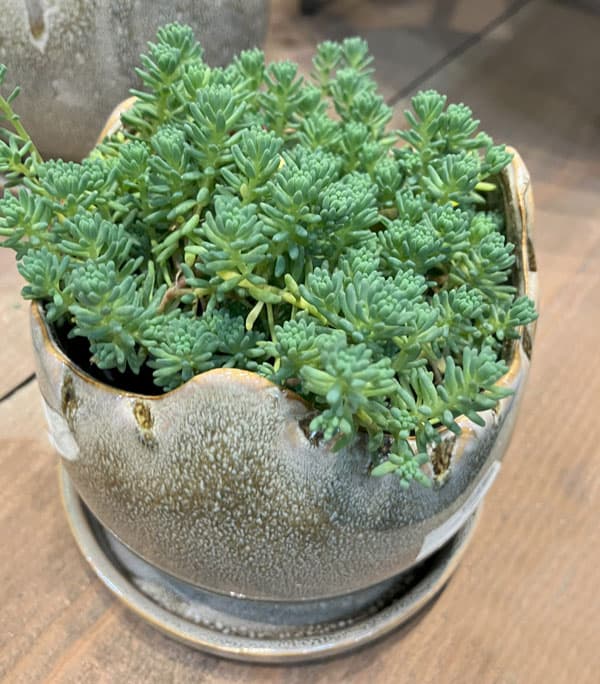 ソル:メロM グレー4296(直径14.5cm)・皿付