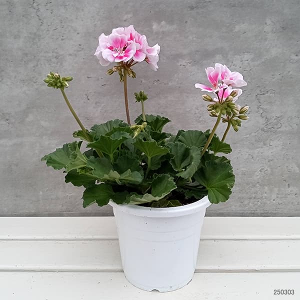 ゼラニウム：ムーンライト　キャシー5号鉢植え