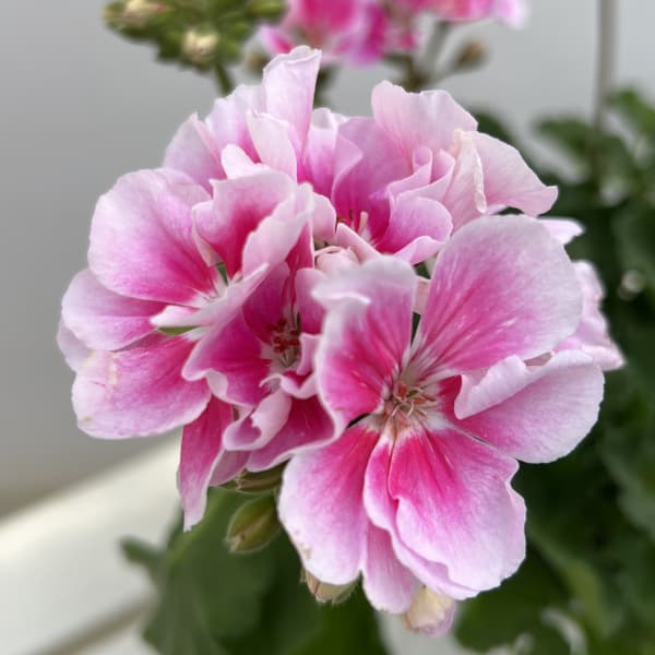 ゼラニウム：ムーンライト　キャシー5号鉢植え