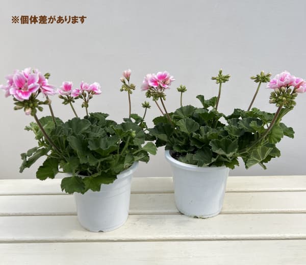 ゼラニウム：ムーンライト　キャシー5号鉢植え
