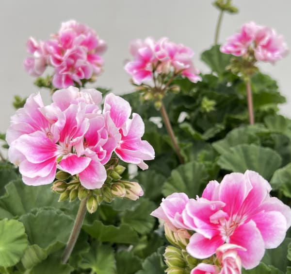 ゼラニウム：ムーンライト　キャシー5号鉢植え