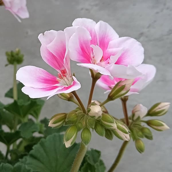 ゼラニウム：ムーンライト　キャシー5号鉢植え