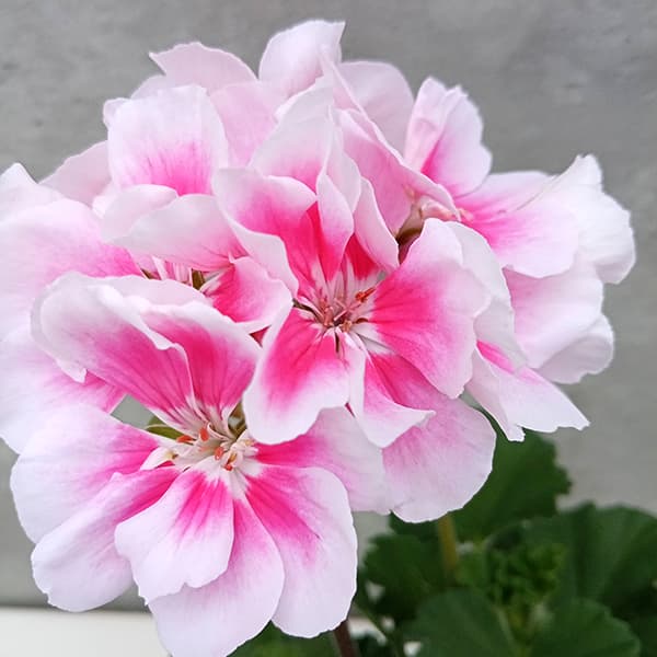 ゼラニウム：ムーンライト　キャシー5号鉢植え