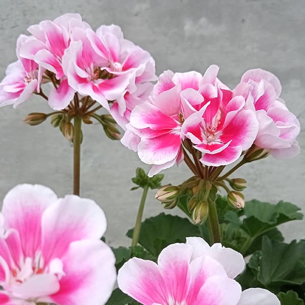 ゼラニウム：ムーンライト　キャシー5号鉢植え