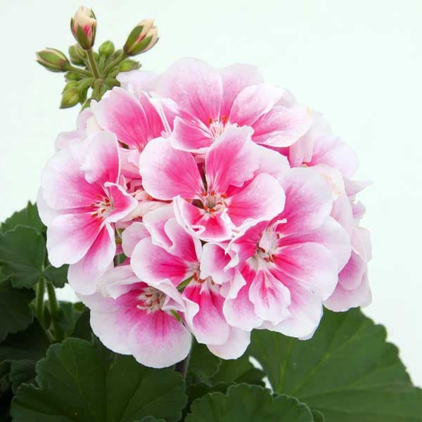 ゼラニウム：ムーンライト　キャシー5号鉢植え