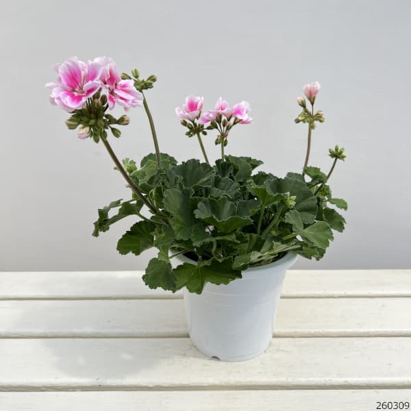 ゼラニウム：ムーンライト　キャシー5号鉢植え