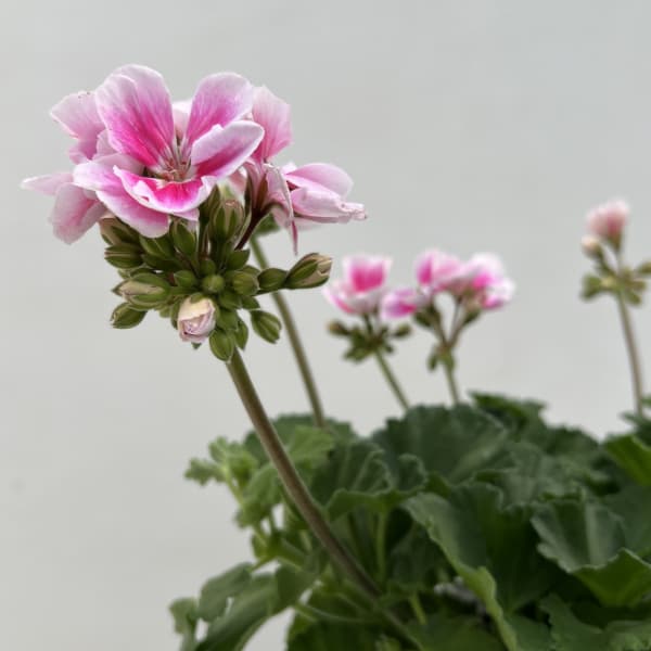 ゼラニウム：ムーンライト　キャシー5号鉢植え