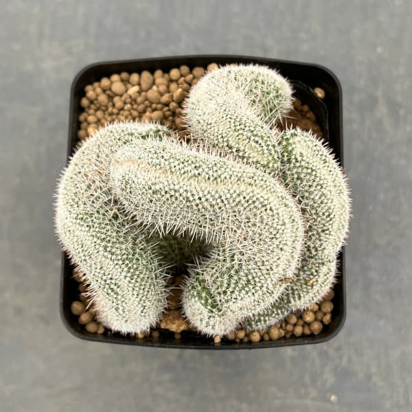 園芸ネット本店｜マミラリア：玉翁綴化 3.5号ポット の通販【公式】