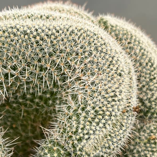 園芸ネット本店｜マミラリア：玉翁綴化 3.5号ポット の通販【公式】