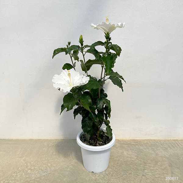 ハイビスカス：かりゆしリリー 7号鉢植え