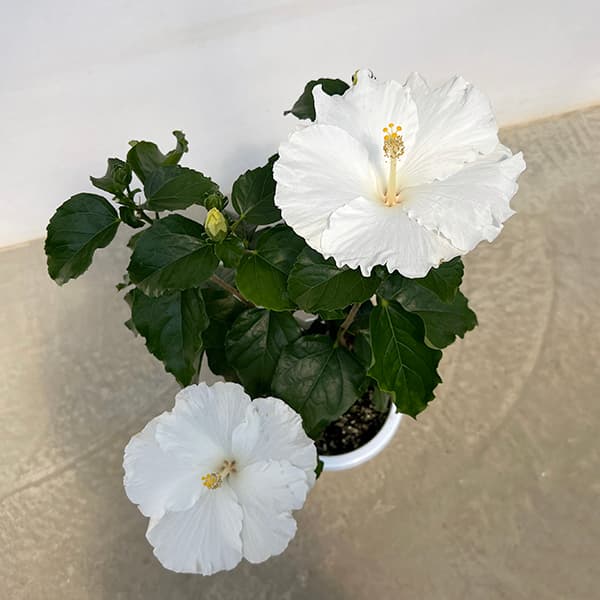 ハイビスカス：かりゆしリリー 7号鉢植え