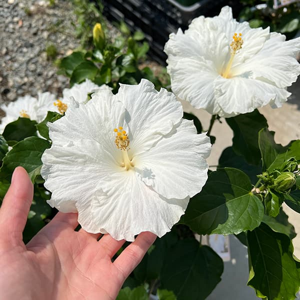 ハイビスカス：かりゆしリリー 7号鉢植え