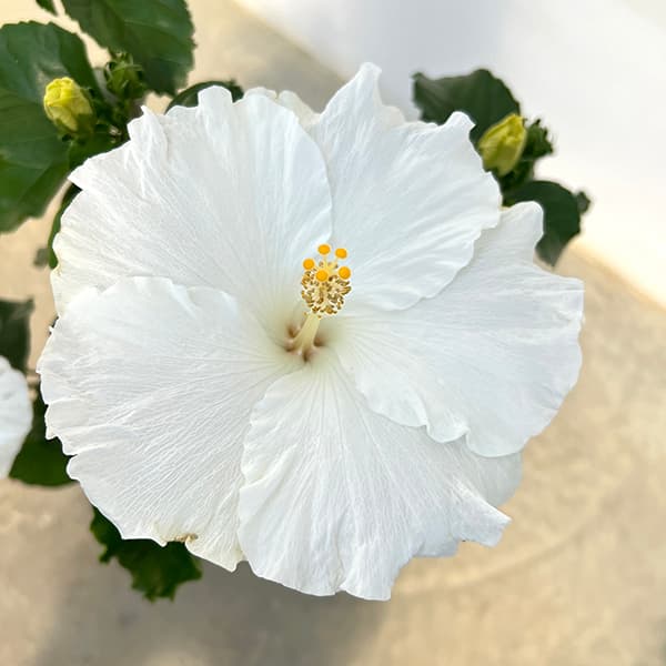 ハイビスカス：かりゆしリリー 7号鉢植え