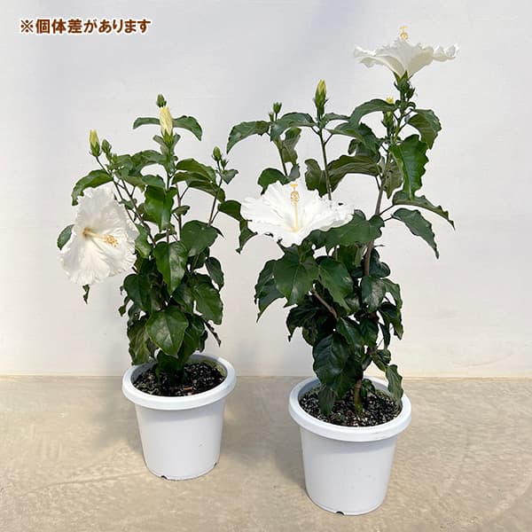 ハイビスカス：かりゆしリリー 7号鉢植え