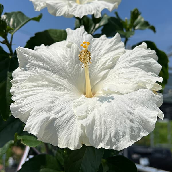 ハイビスカス：かりゆしリリー 7号鉢植え
