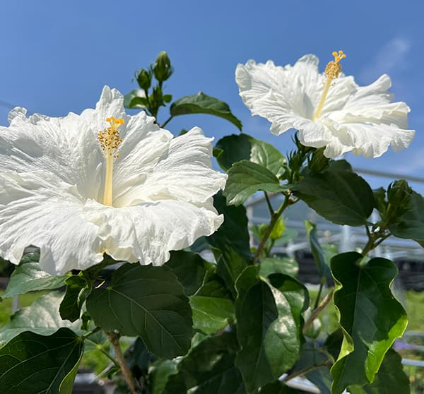ハイビスカス：かりゆしリリー 7号鉢植え